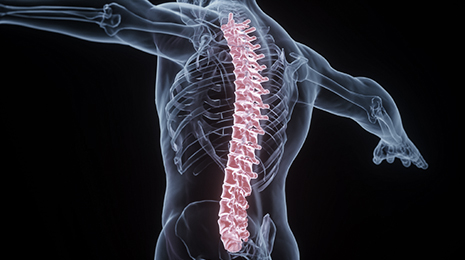 Orthopedic Spine